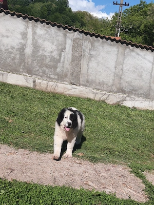 Ciobanesc Romanesc de Bucovina 