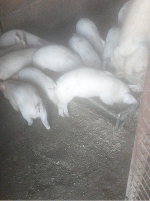 vand porci 9 saptamani 