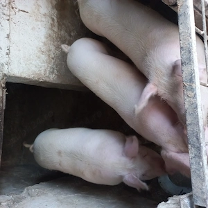Porci de vanzare 
