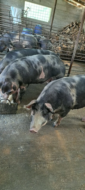 Vand porci 15 ron 