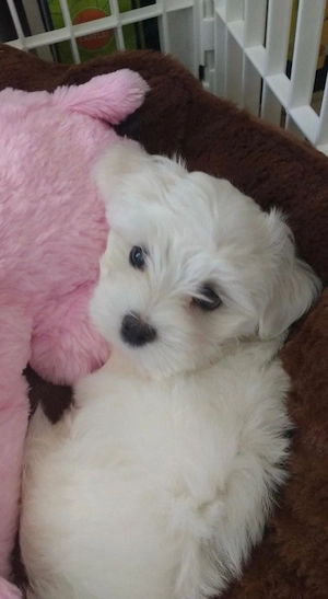 Bichon maltez fata și baiat
