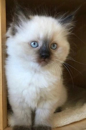Ragdoll rasa pura pufosi