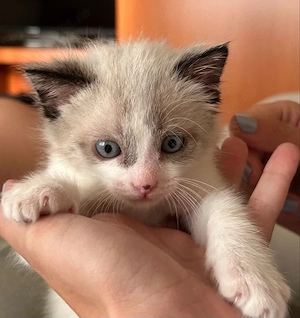 Ragdoll jucaus