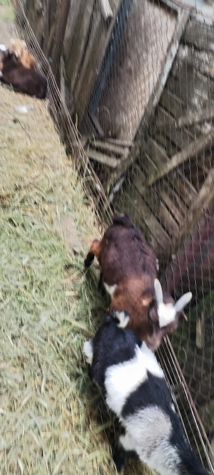 Iezi tineri 2 tapi