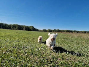 Vând bichon - imagine 4