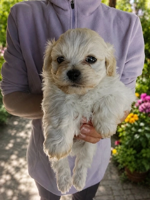 Vând bichon - imagine 3