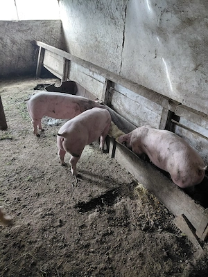 Porci de vanzare Landras