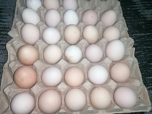 Vand oua proaspete de găină și rață rață 