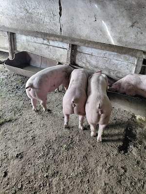 Porci de vanzare Landras - imagine 2
