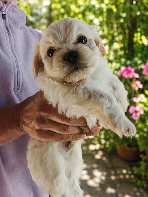 Vând bichon - imagine 5