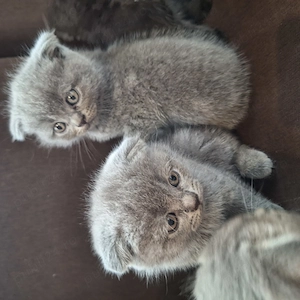 Vând pui Scottish Fold  - imagine 2