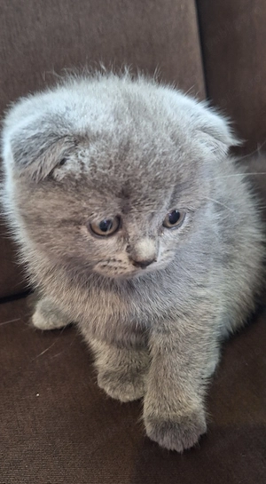 Vând pui Scottish fold 