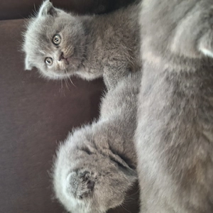 Vând pui Scottish Fold  - imagine 3