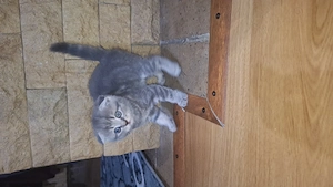 Vând pui Scottish Fold  - imagine 5