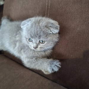 Vând pui Scottish fold  - imagine 5