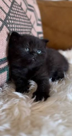 Pui british shorthair black - imagine 2