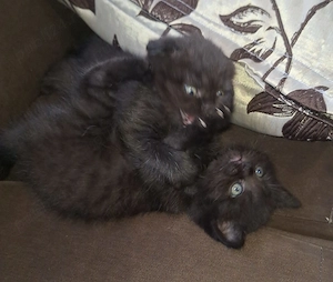 Pui british shorthair black - imagine 3