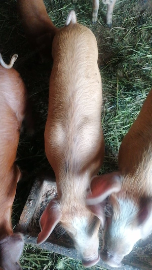 Vând purcei rasa durok-petrar. De carne - imagine 5