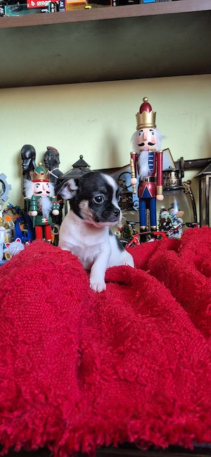 chihuahua fetita - imagine 3
