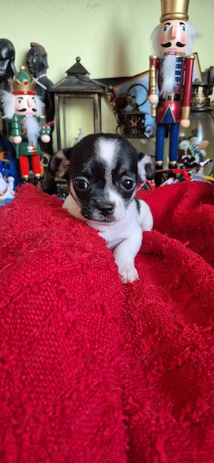 chihuahua fetita - imagine 4