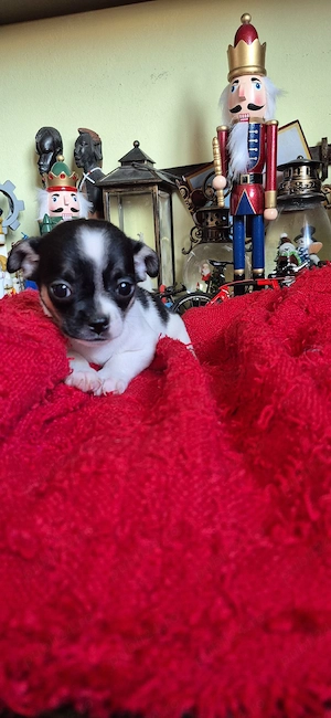 chihuahua fetita - imagine 2