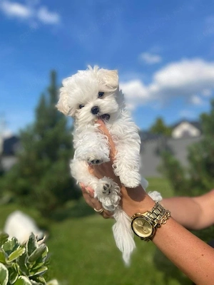 Bichon maltez mini toy  - imagine 2