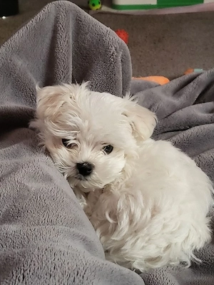 Bichon maltez mini toy  - imagine 3