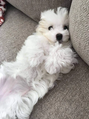 Bichon maltez mini toy  - imagine 4