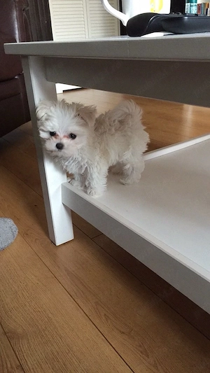 Bichon maltez mini toy  - imagine 5