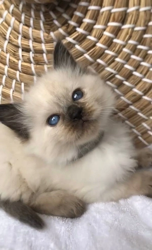 Puiuti pufoși Ragdoll