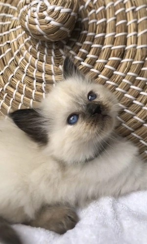 Puiuti Ragdoll 750 lei