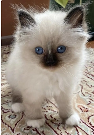 Ragdoll pufoși 