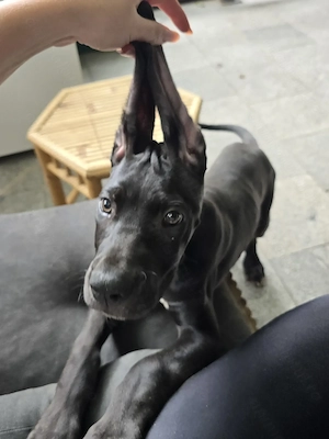  dog german   great dane  marele danez  mascul 