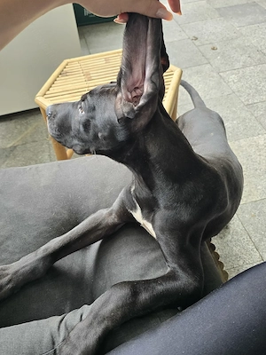  dog german   great dane  marele danez  mascul 