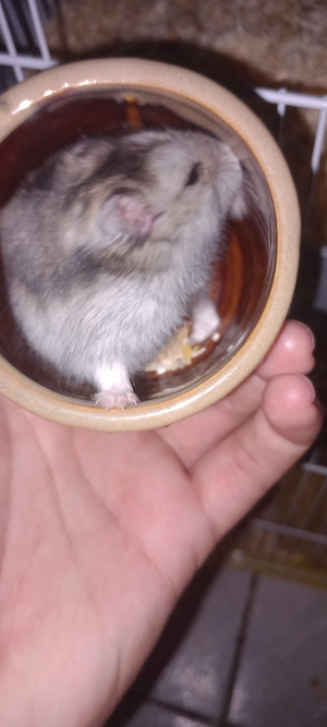 Vând hamsteri pitici