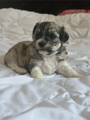 Pui Bichon Havanez   1 lună și jumătate, vaccinați și deparazitați - imagine 4
