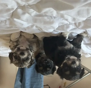Pui Bichon Havanez   1 lună și jumătate, vaccinați și deparazitați - imagine 2