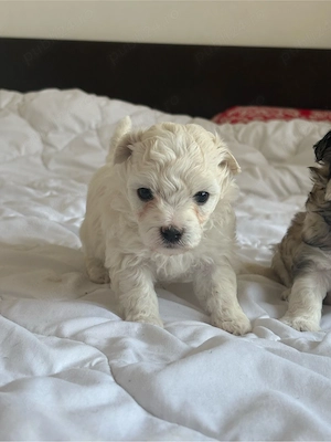 Pui Bichon Havanez   1 lună și jumătate, vaccinați și deparazitați - imagine 5