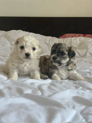 Pui Bichon Havanez   1 lună și jumătate, vaccinați și deparazitați - imagine 3