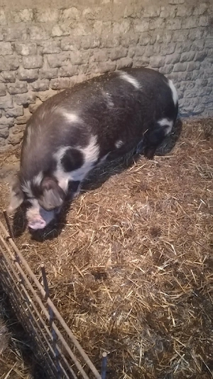 porci de vânzare 
