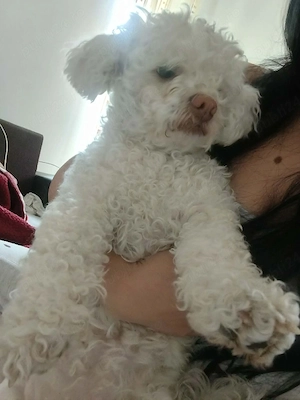 Cățelușa Bichon - imagine 2