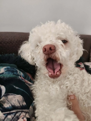 Cățelușa Bichon - imagine 5