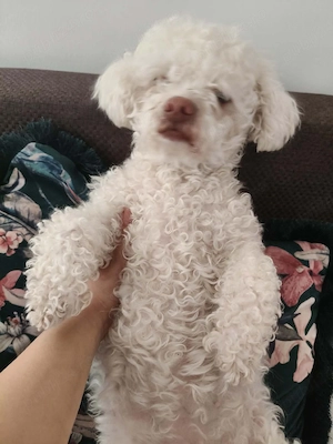Cățelușa Bichon - imagine 3