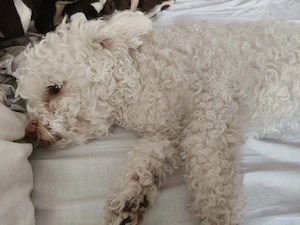 Cățelușa Bichon