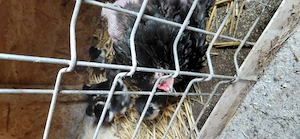 Pui australorp albastru si negru 