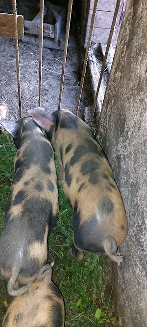 Vând 6 purcei la 8 săptămâni 20-22 kg....400 bucata - imagine 5