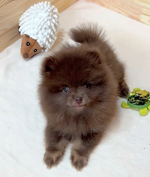 pomeranian deosebit cu pedigree - imagine 4