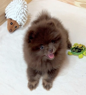 pomeranian deosebit cu pedigree - imagine 3