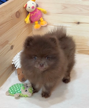 pomeranian deosebit cu pedigree - imagine 2