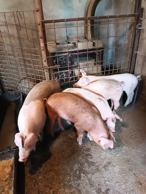 Groștei, 25 kg la +30 kg, 3 luni